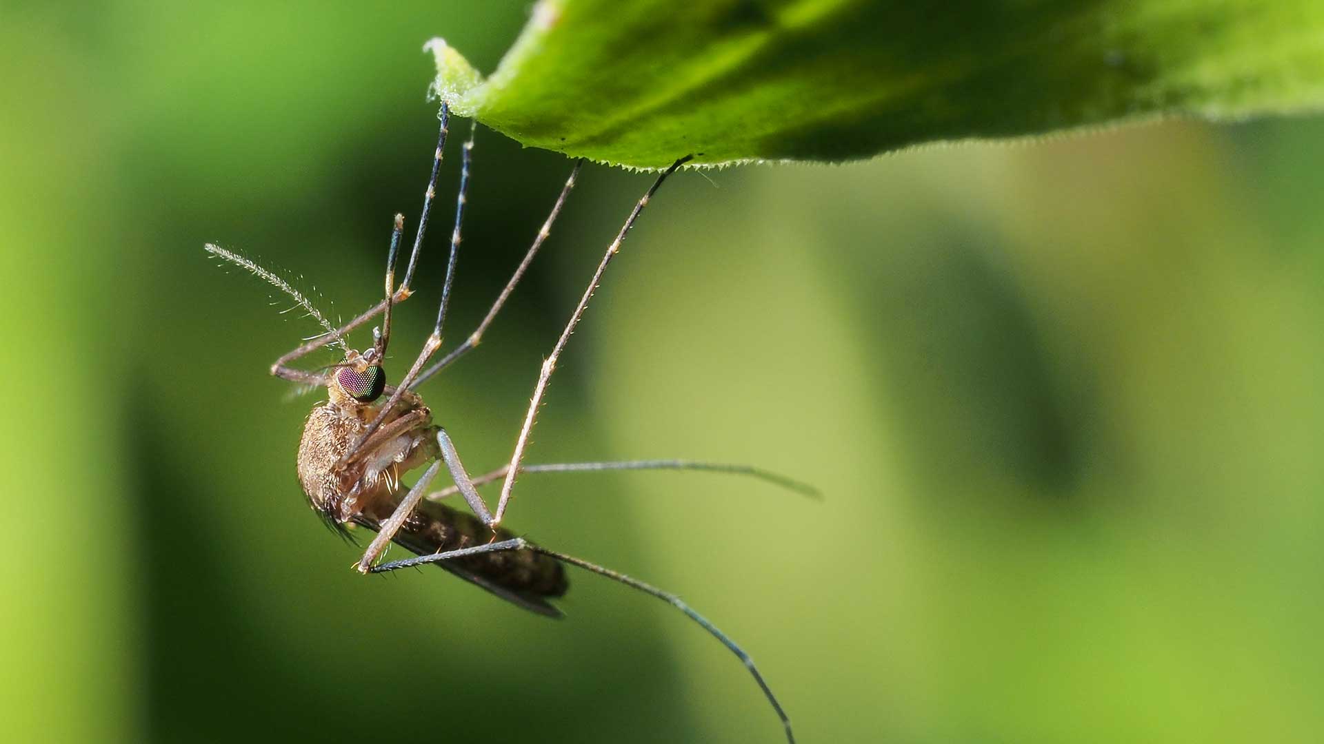 A mosquito rests on a leaf in Columbia, IL.