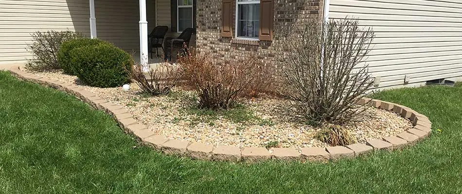 Neglected landscaping and shrubs in Belleville, IL.