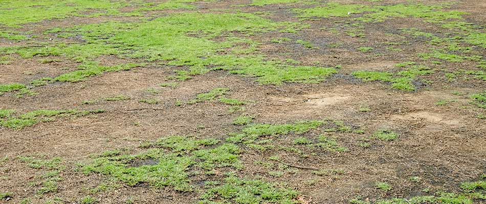 grass clippings on bare spots