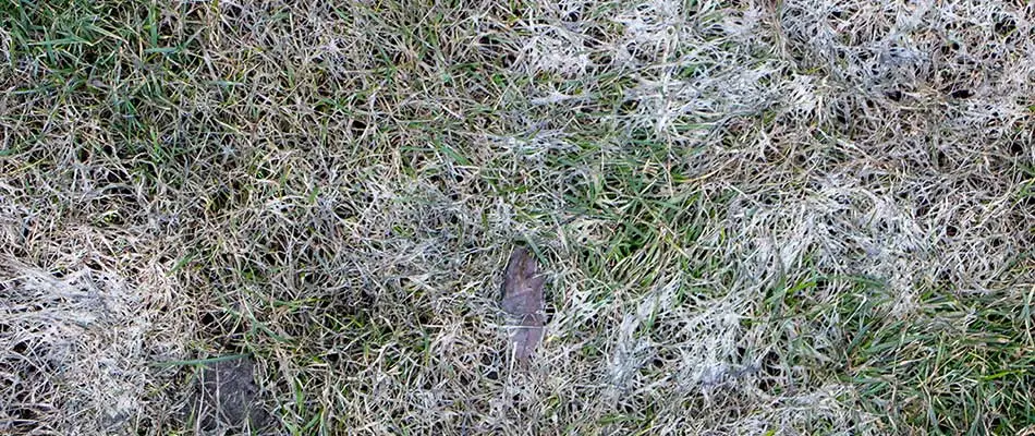 Pythium blight lawn disease in a Millstadt, IL yard.