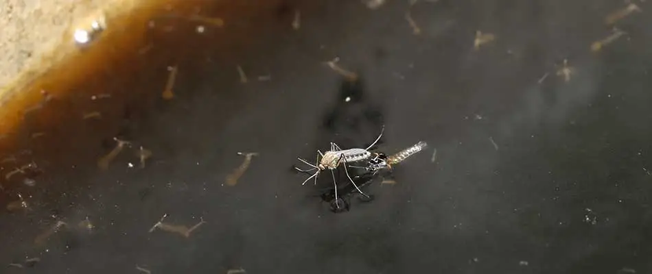Leaving standing water in your yard in Columbia can create a breeding ground for mosquitoes.