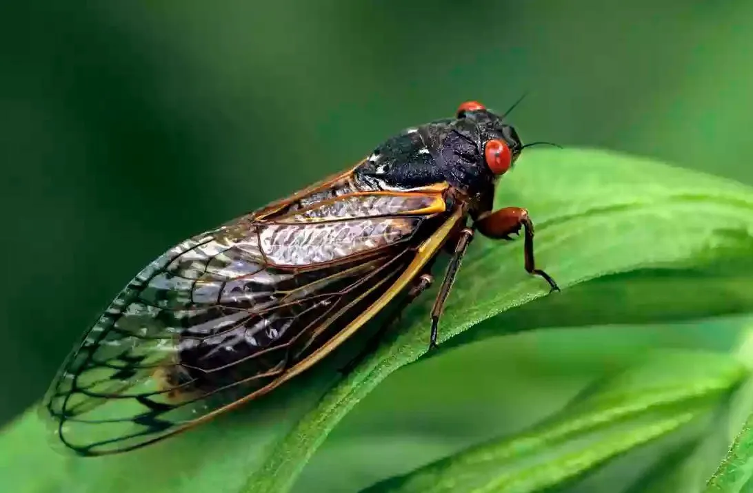 It’s Nearly Brood X Cicada Season