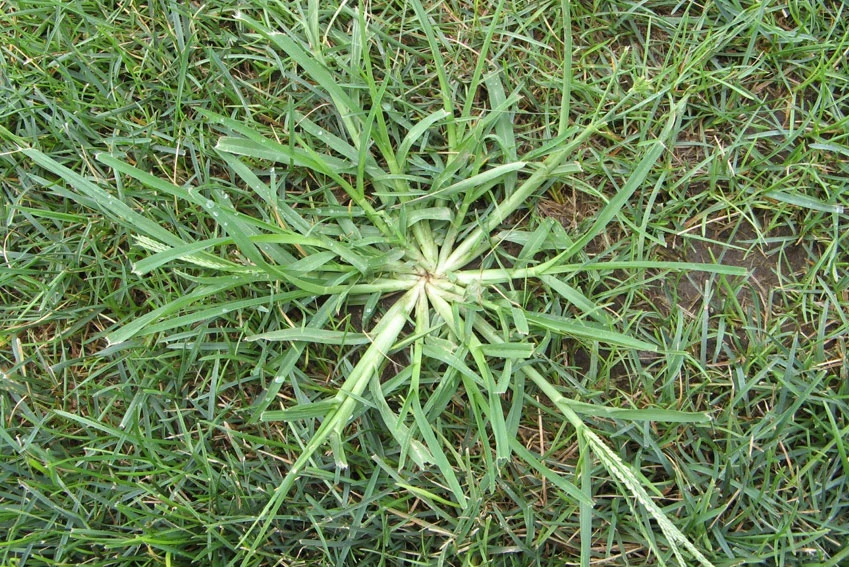 7 Steps To A Beautiful Lawn Linnemann Lawn Care Landscaping Blog
