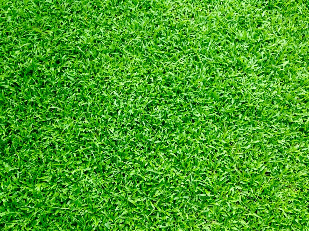 How Lawn Fertilization Helps Your Lawn Resist Extreme Weather