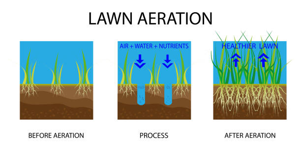 Aeration & Overseeding: Time of Year, Benefits, & Mistakes to Avoid