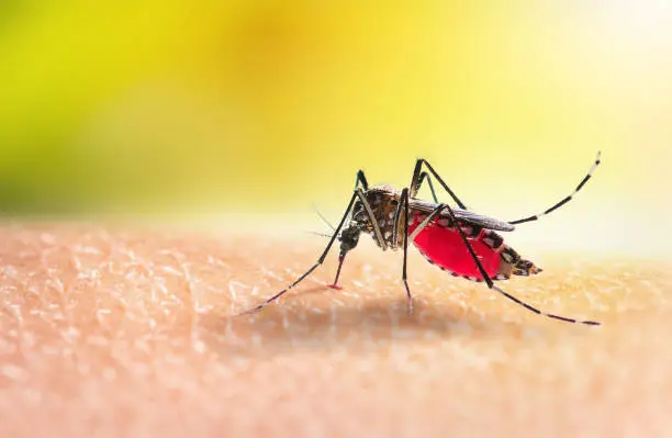 Are Mosquito (aka. Pest Control) Services Worth It