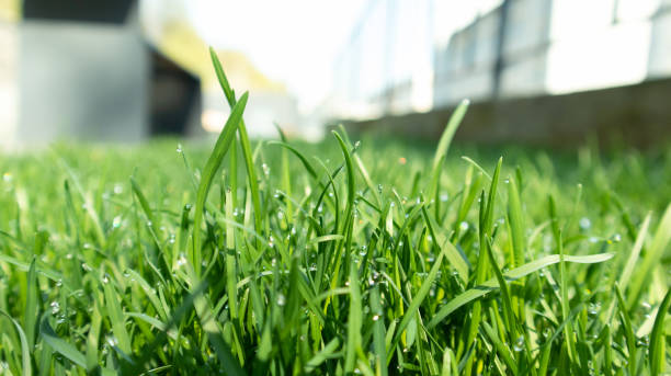 10 Fertilization Tips from a Lawn Care and Landscape Professional
