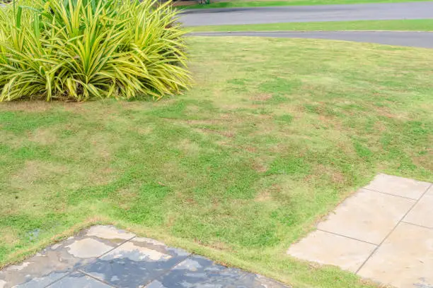 Understanding and Managing Brown Patch Fungus in Your Lawn