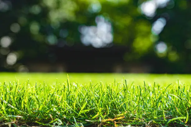 The Life Cycle of Your Lawn in Columbia, Waterloo, and the St. Louis Region