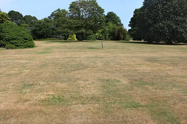 Why Does My Grass Turn Brown in the Summer
