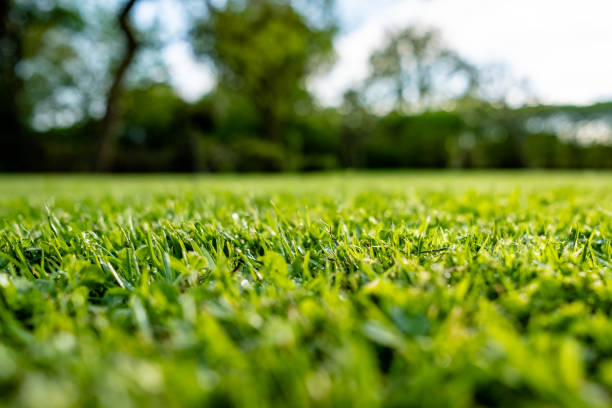 The Green Advantage: Why Hire a Lawn Care and Landscape Business to Fertilize and Overseed Your Lawn