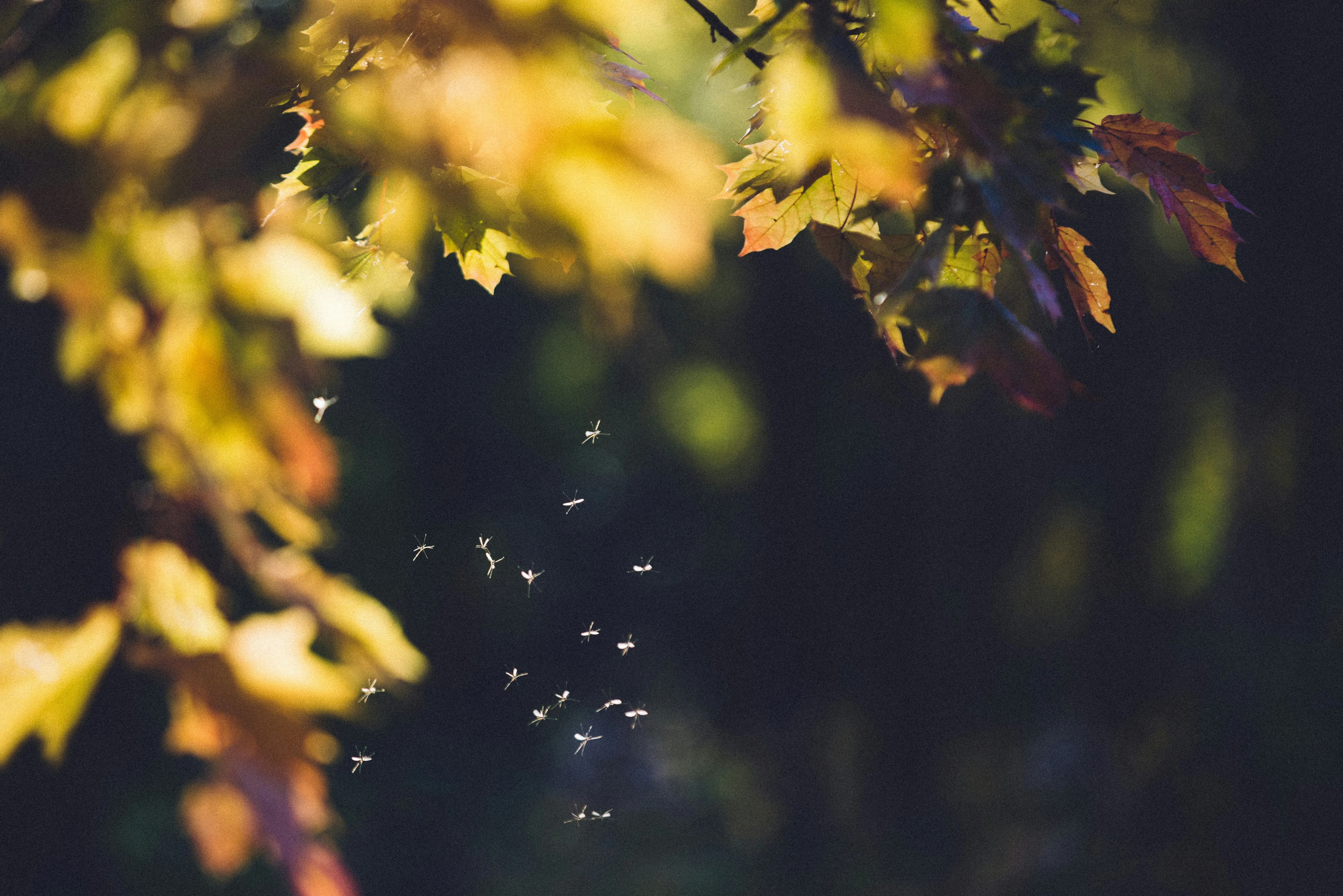 Why Early Pest Prevention Protects Your Lawn and Reduces Mosquito Problems