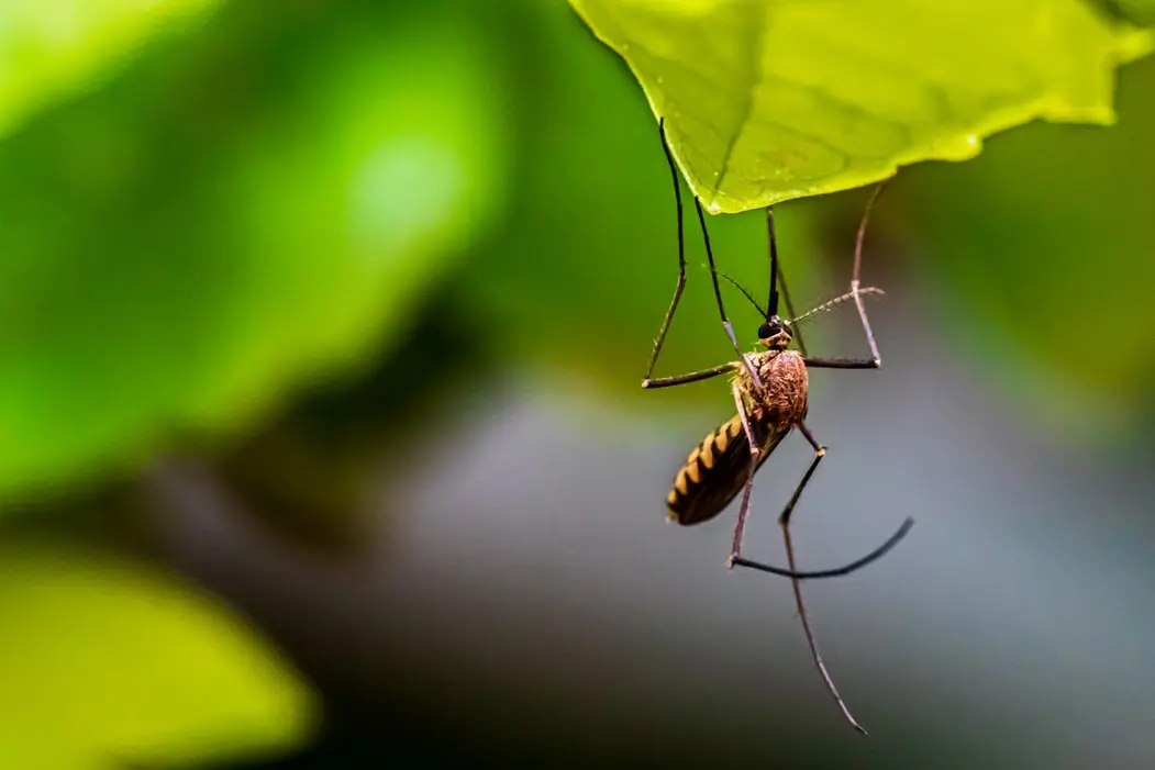 How to Create a Mosquito Free Yard