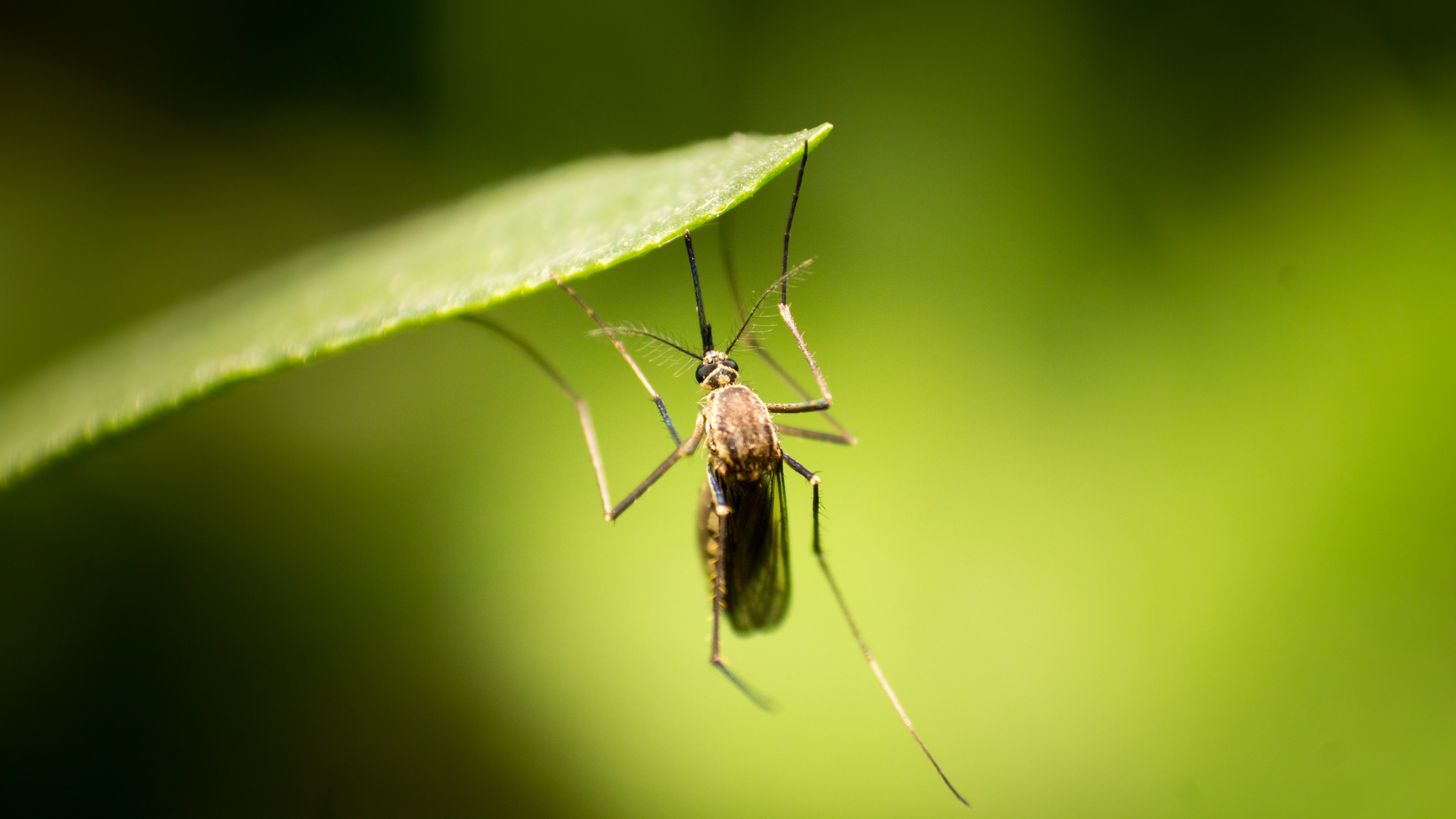 Make Your Yard Mosquito Free