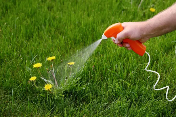 How to Eliminate Weeds in Your Lawn