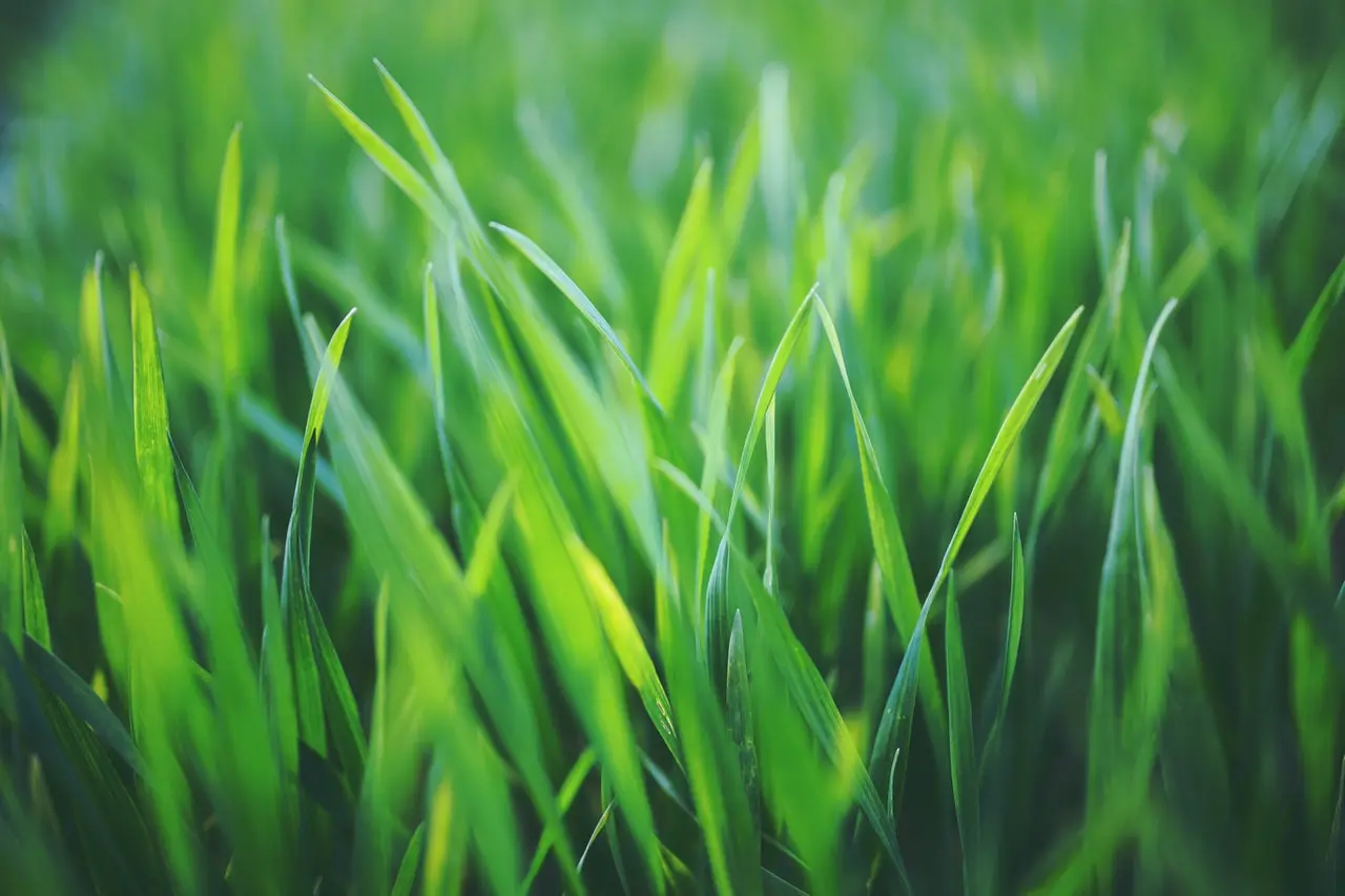 How Lawn Fertilization Helps Your Lawn Withstand Extreme Weather