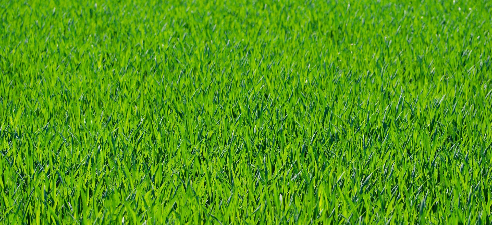Lawn Fertilization Tips for a Healthy, Lush Yard