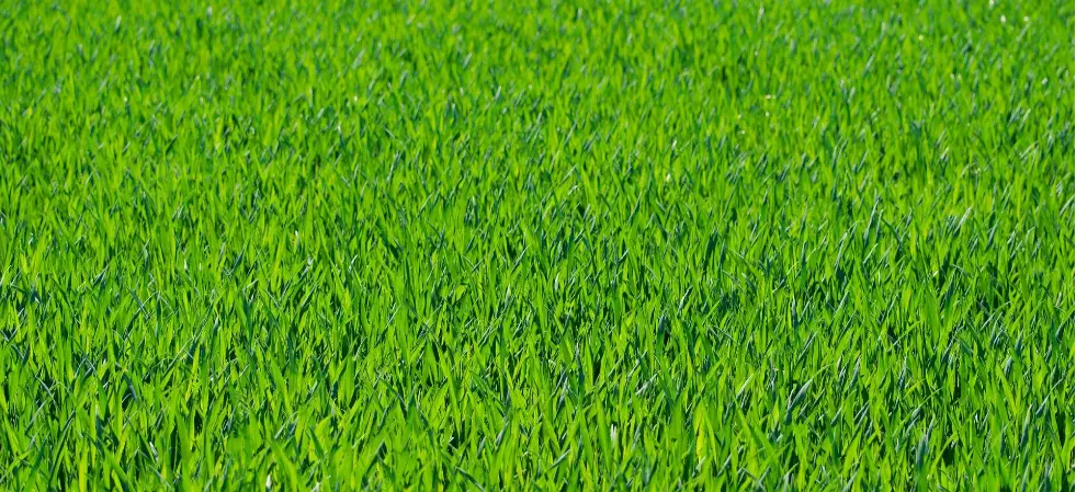 Lawn Fertilization Tips for a Healthy, Lush Yard
